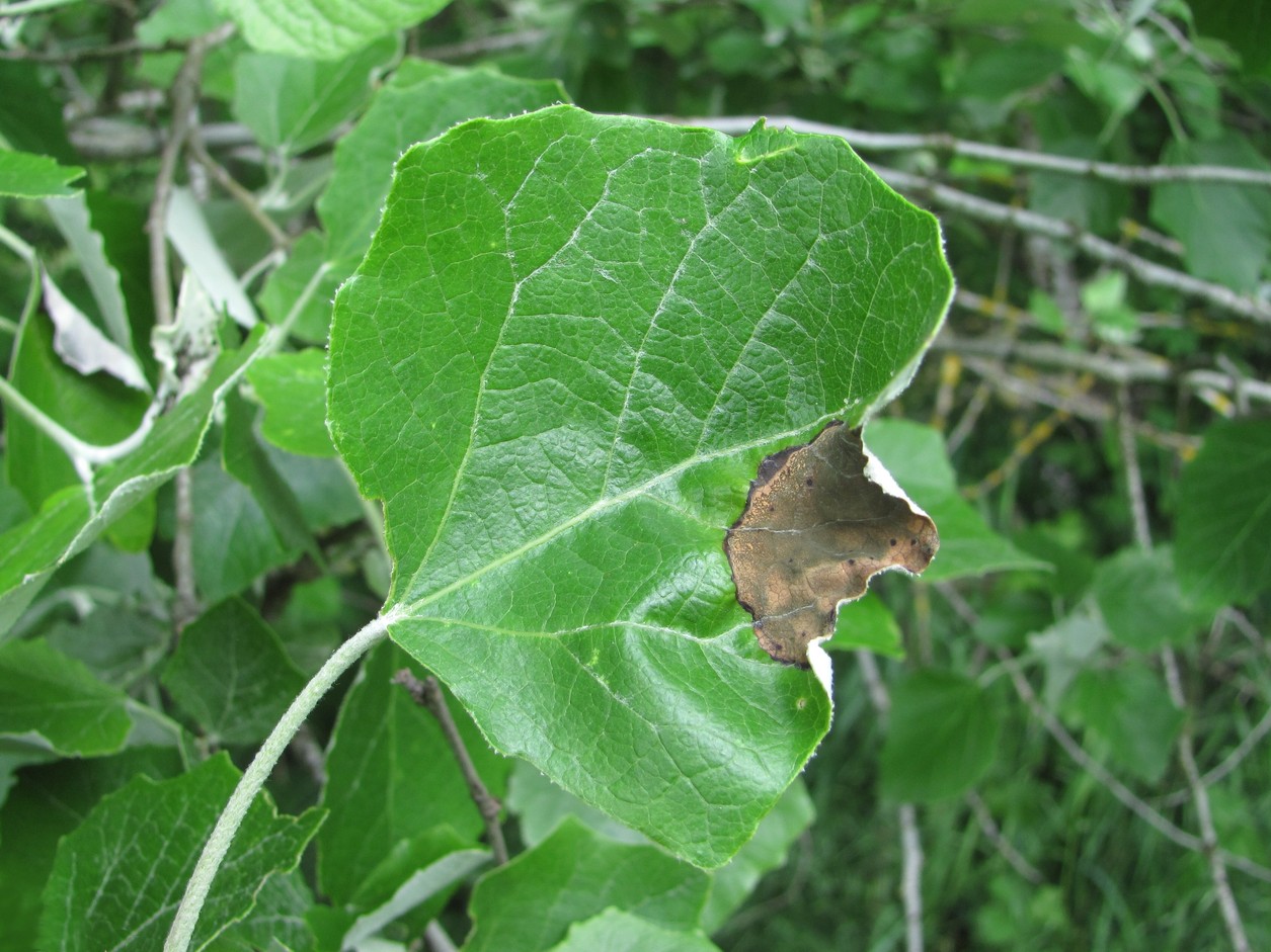 Image of Populus alba specimen.