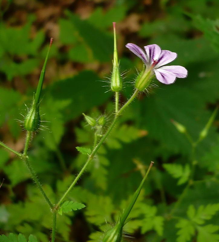 Изображение особи Geranium robertianum.