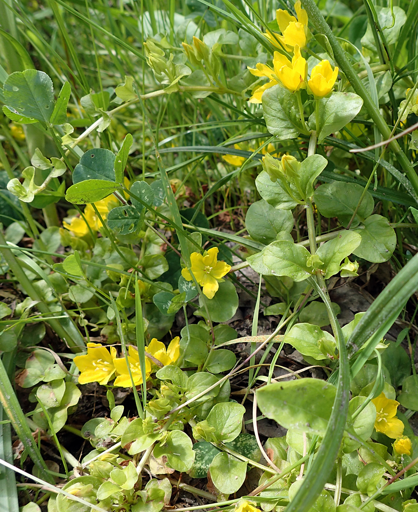 Изображение особи Lysimachia nummularia.