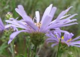 Aster bessarabicus