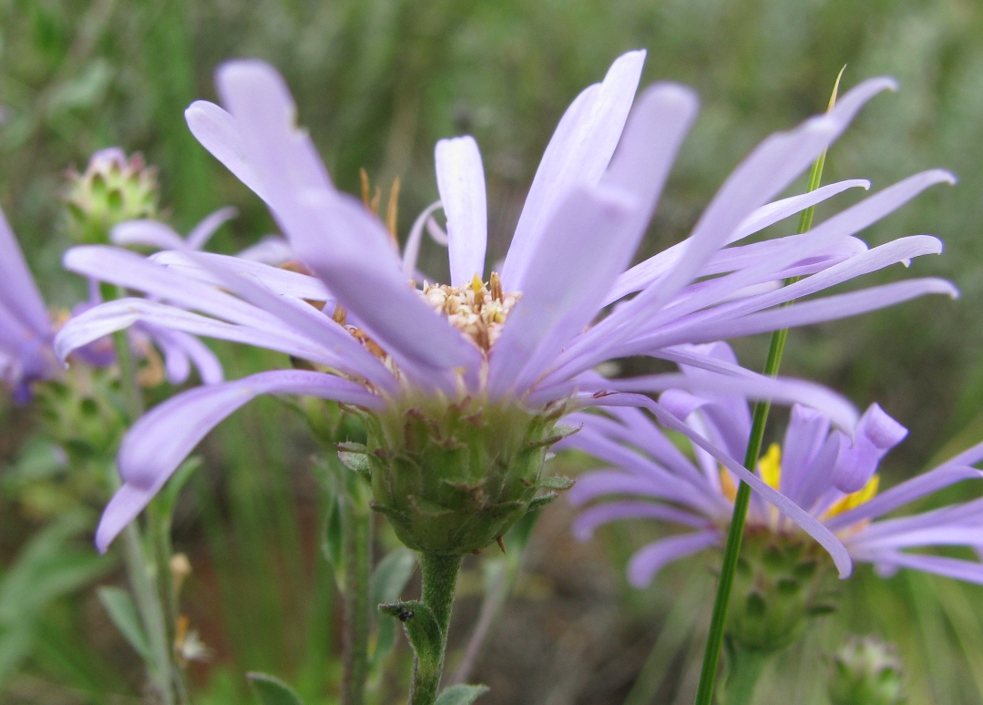 Изображение особи Aster bessarabicus.