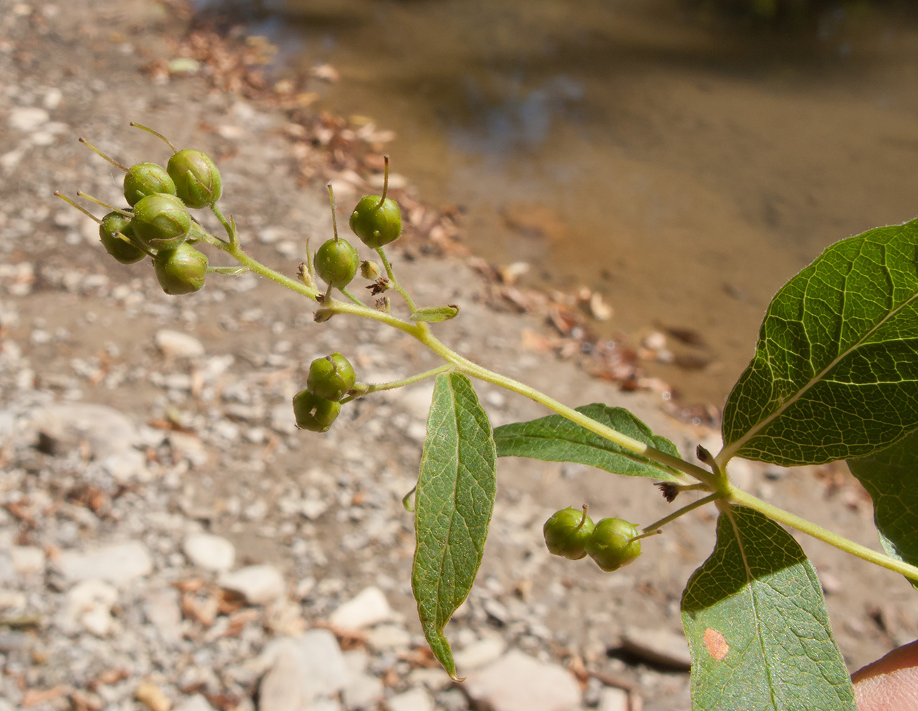 Изображение особи Lysimachia vulgaris.