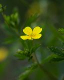 Potentilla erecta. Верхушка цветущего растения. Краснодарский край, Мостовский р-н, окр. пос. Узловой, ю.-з. отрог горы Асбестная, субальпийский луг. 15.06.2019.