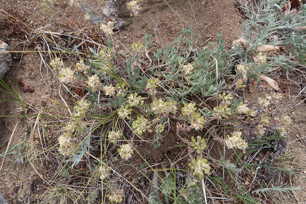 Image of Alyssum lenense specimen.