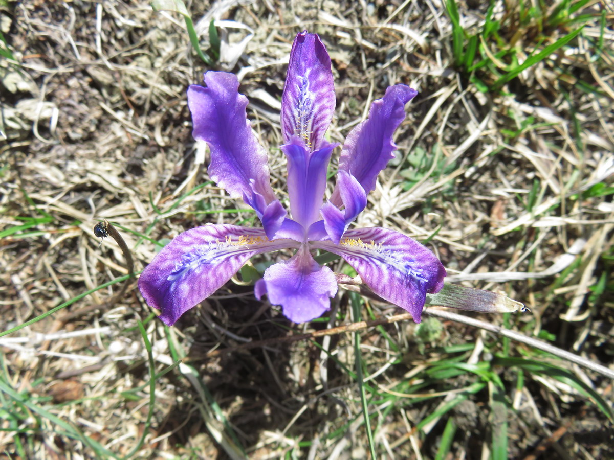 Image of Iris tigridia specimen.