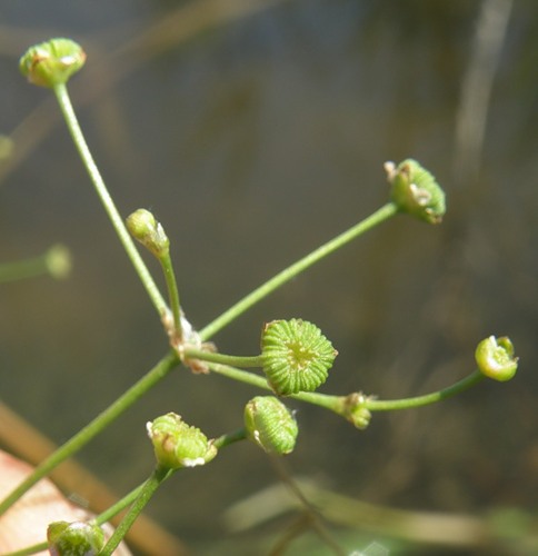 Image of Alisma gramineum specimen.