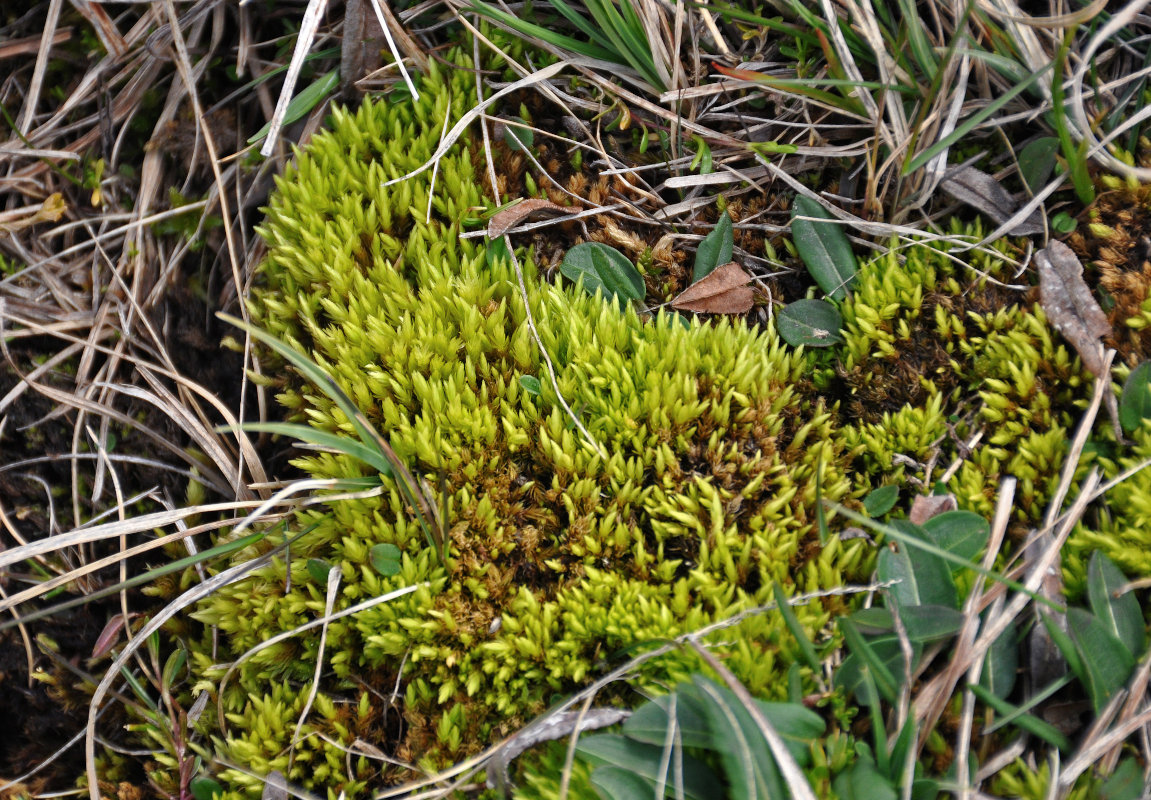 Image of Aulacomnium palustre specimen.