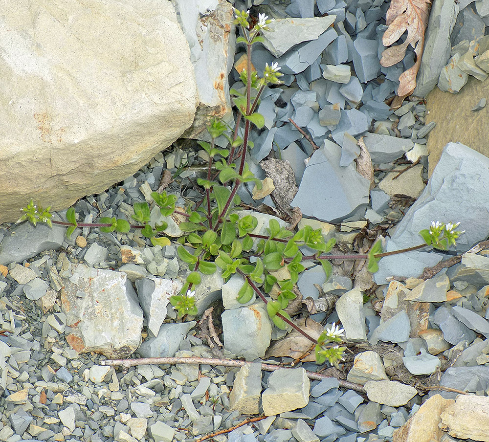 Image of Cerastium glomeratum specimen.