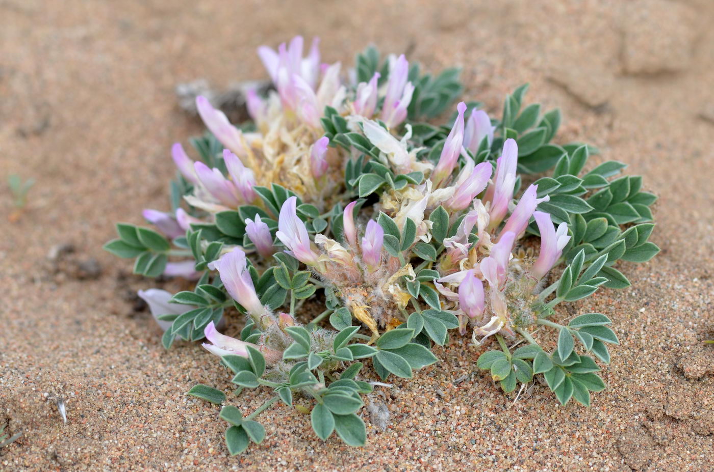 Image of Astragalus borodinii specimen.