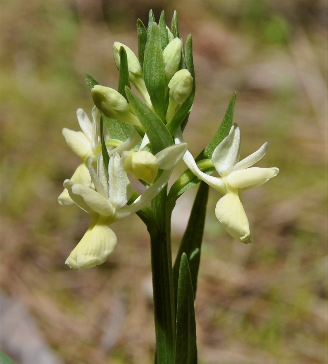 Изображение особи Dactylorhiza romana.