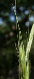 Elymus panormitanus