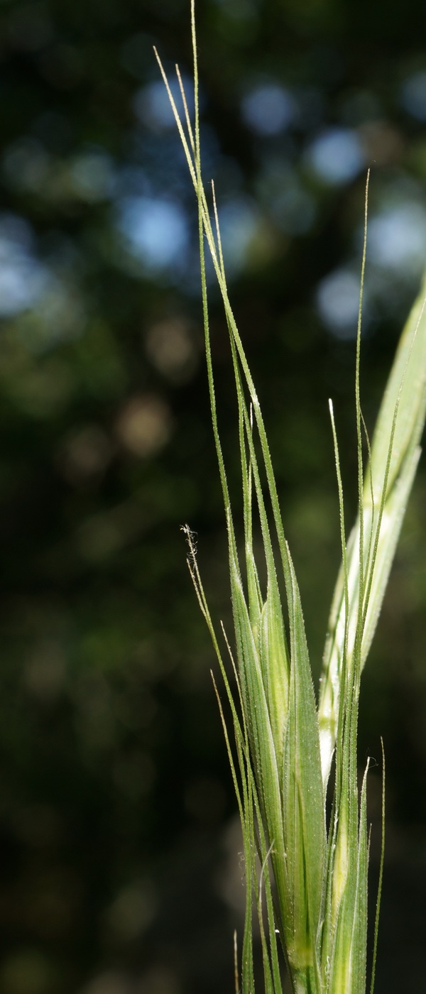 Изображение особи Elymus panormitanus.