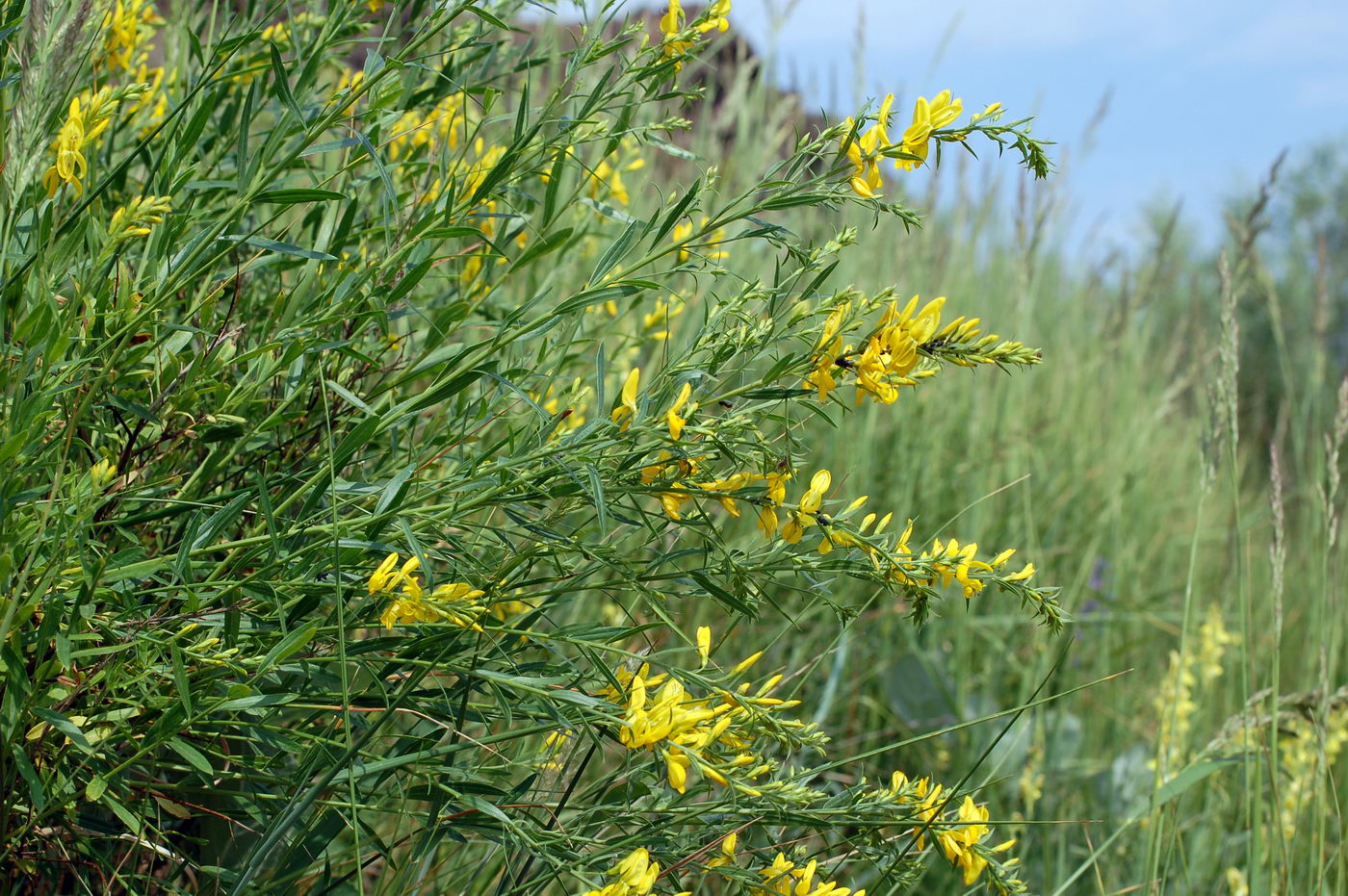 Image of Genista tinctoria specimen.