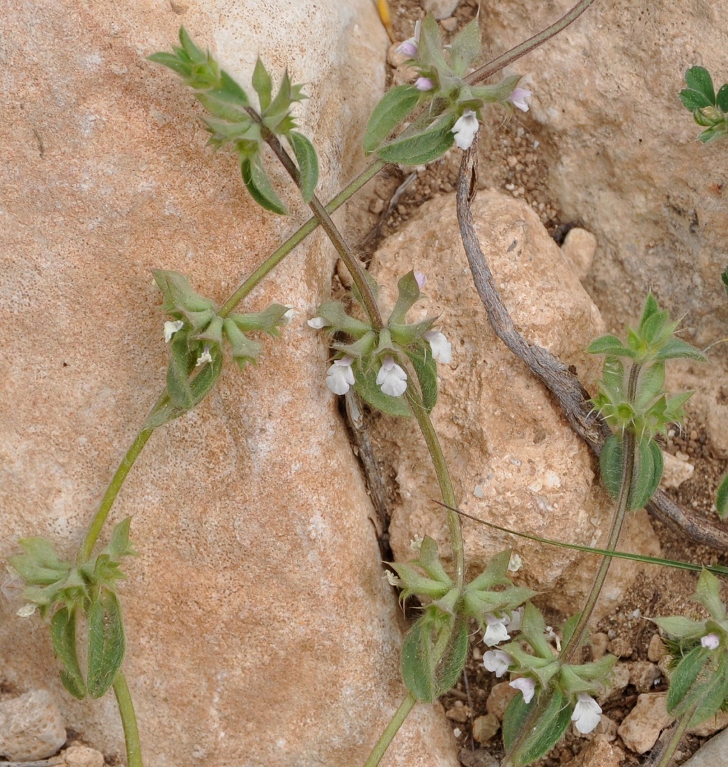 Image of Sideritis romana ssp. curvidens specimen.