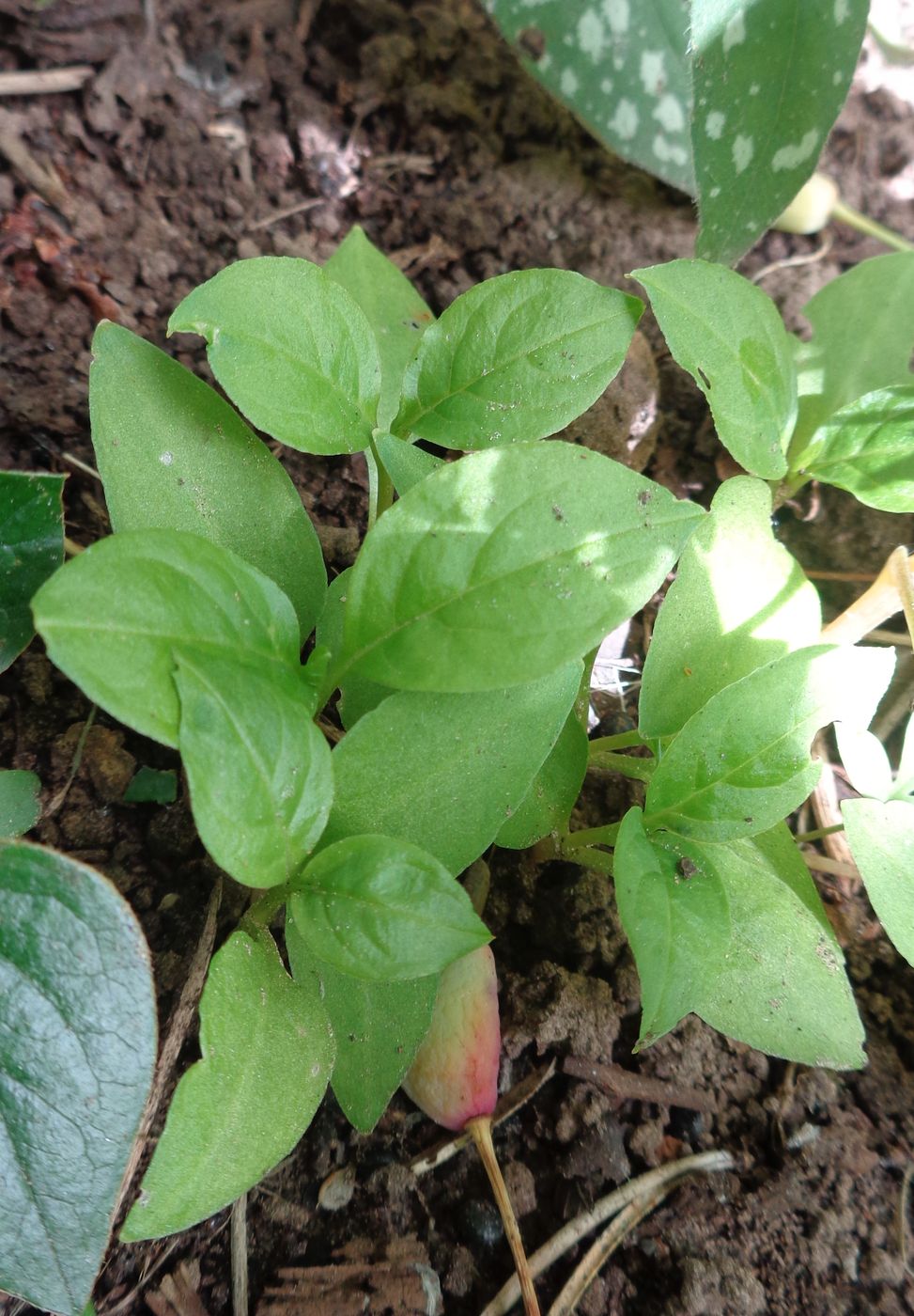 Изображение особи Phytolacca acinosa.