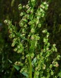 Artemisia dracunculus