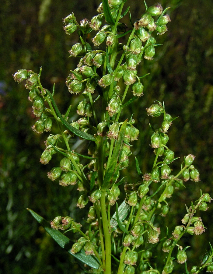 Изображение особи Artemisia dracunculus.