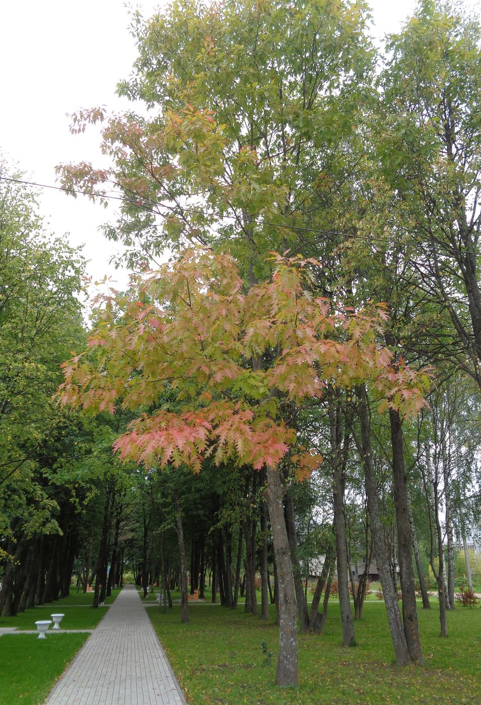 Image of Quercus rubra specimen.