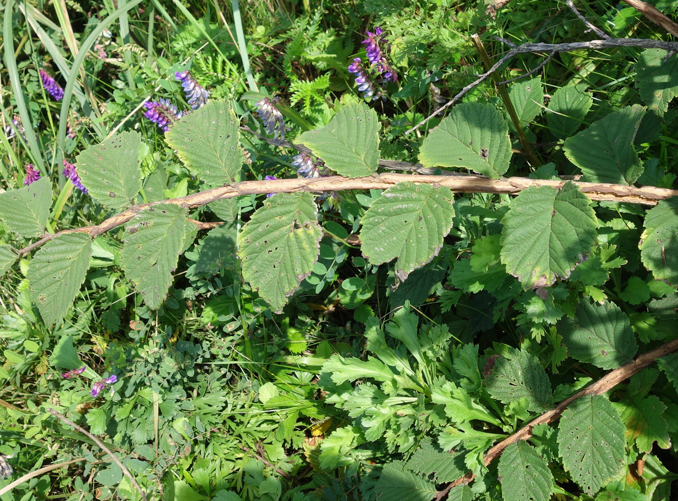 Image of Ulmus japonica specimen.