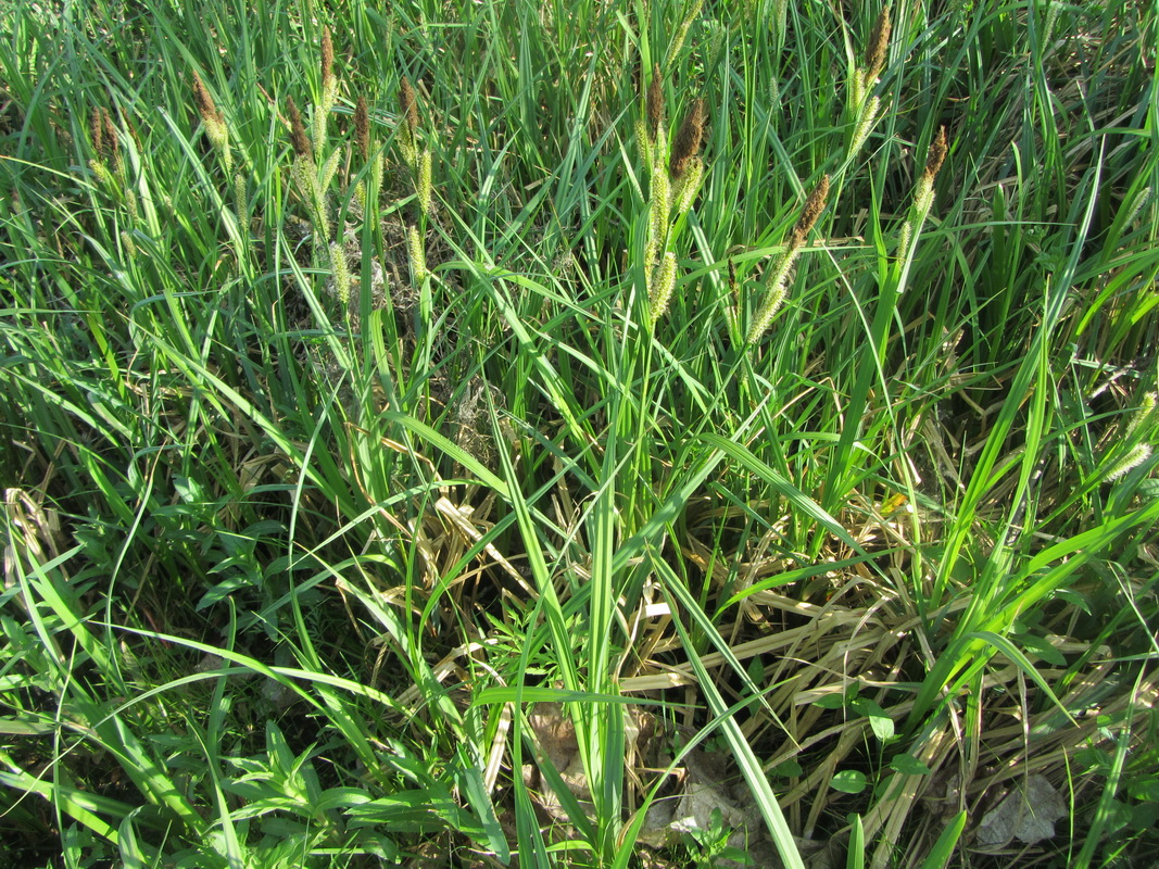 Image of Carex riparia specimen.