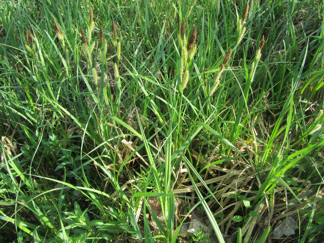 Image of Carex riparia specimen.