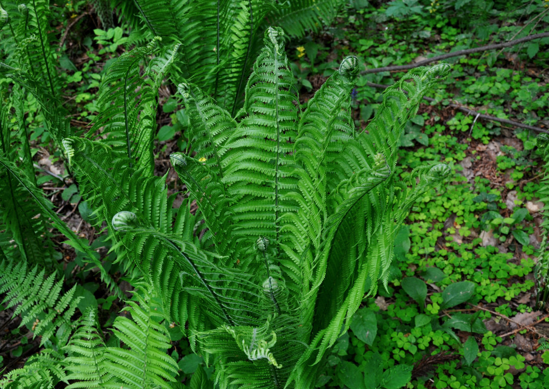 Image of Matteuccia struthiopteris specimen.