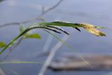 Carex acuta