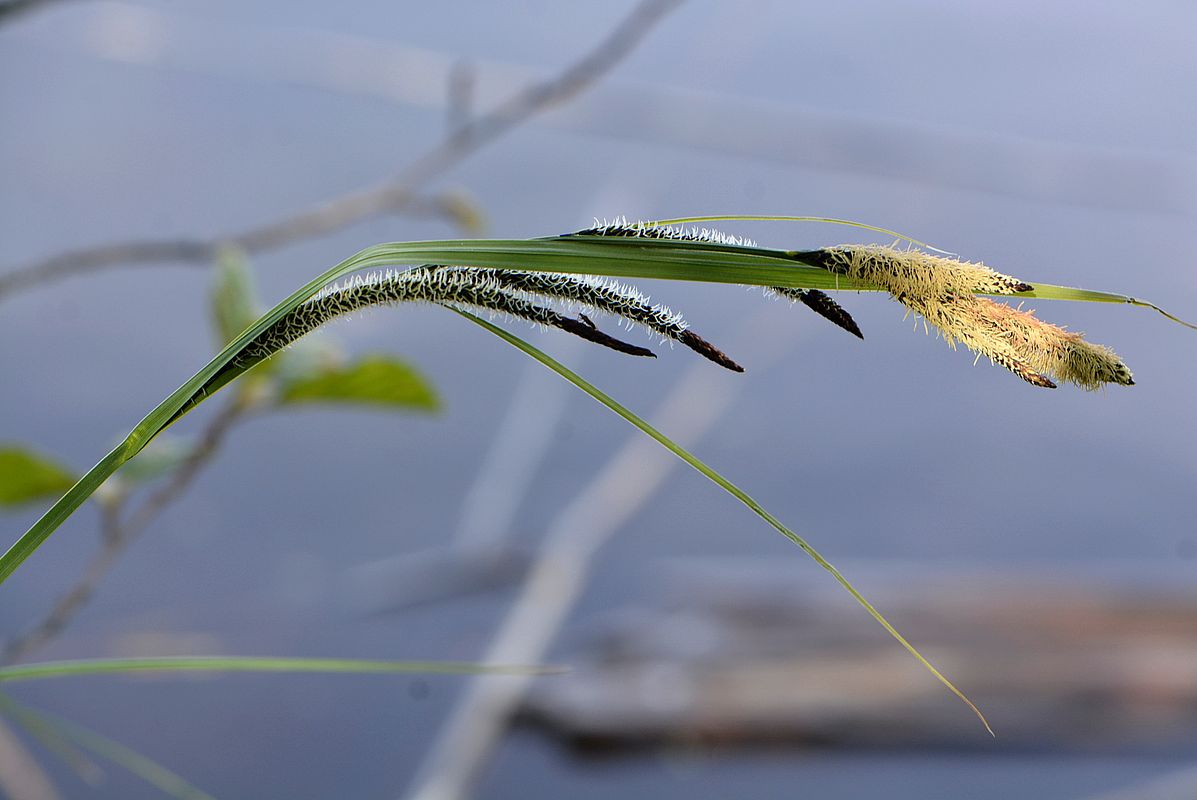 Изображение особи Carex acuta.