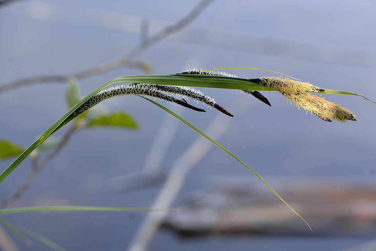 Image of Carex acuta specimen.