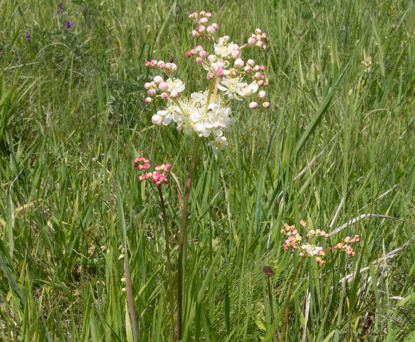 Изображение особи Filipendula vulgaris.