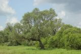 Salix alba