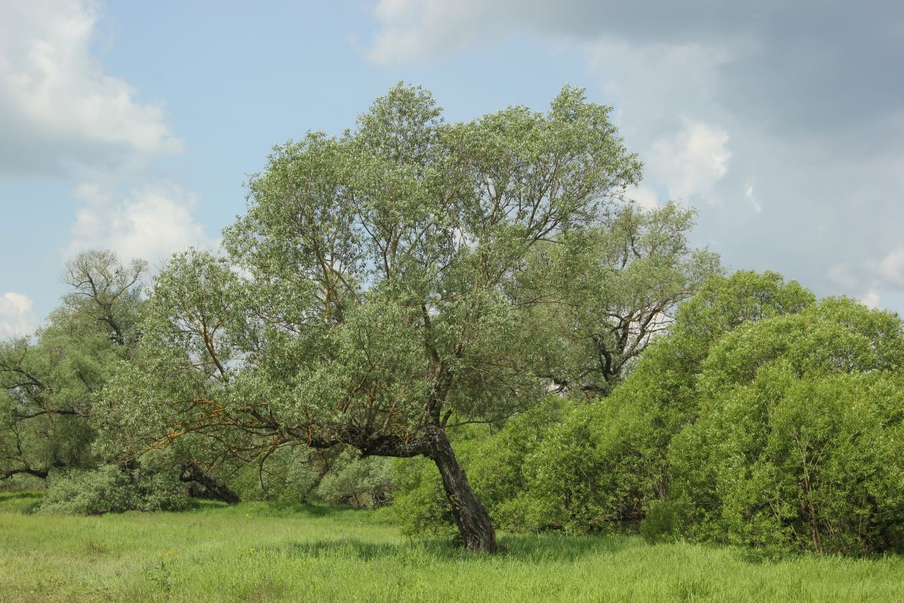 Изображение особи Salix alba.