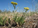 Achillea arabica