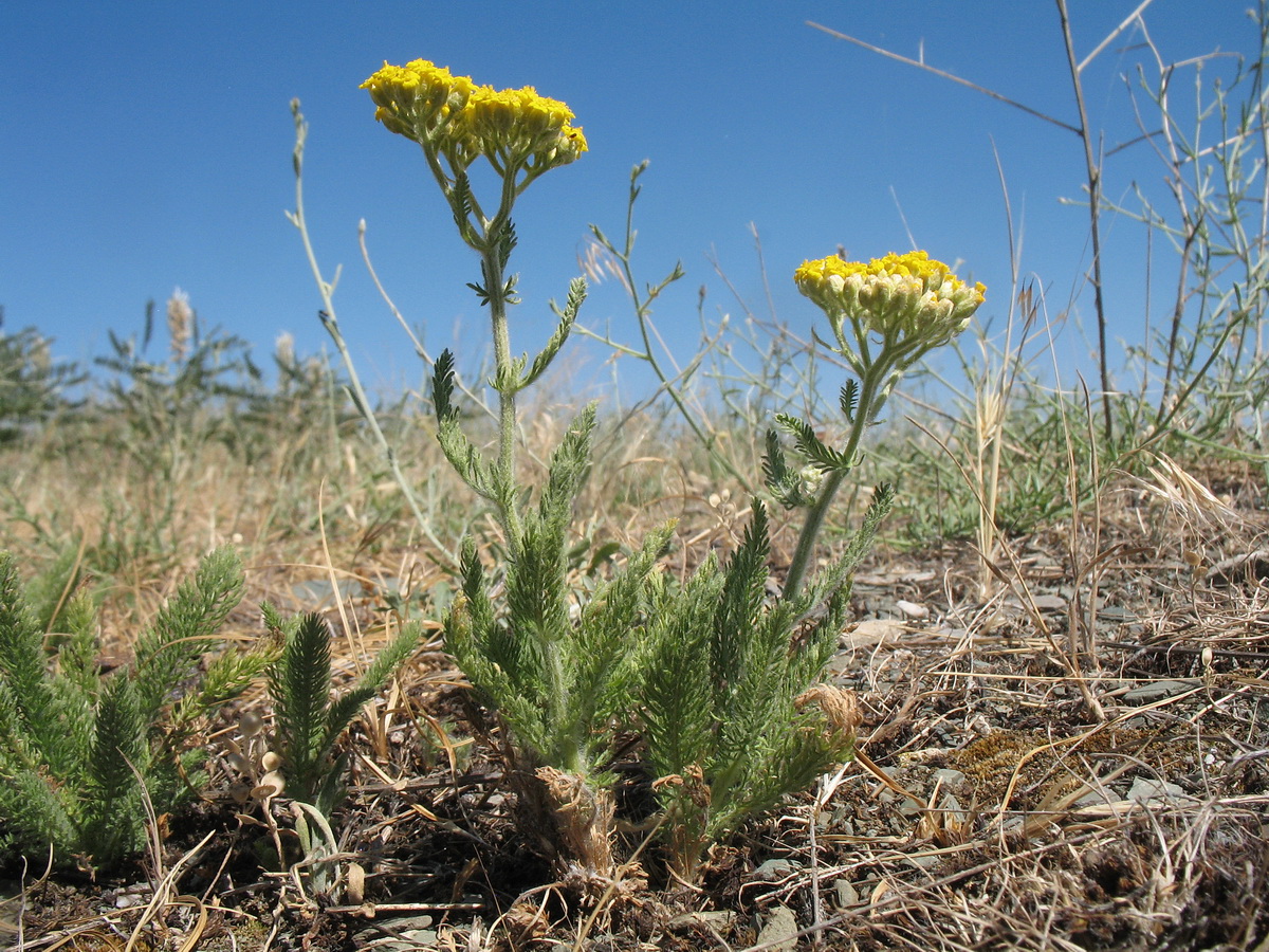 Изображение особи Achillea arabica.