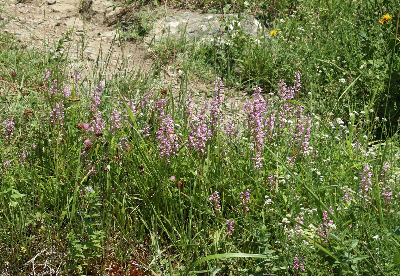 Изображение особи Dactylorhiza iberica.