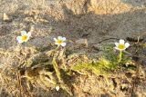 Ranunculus baudotii