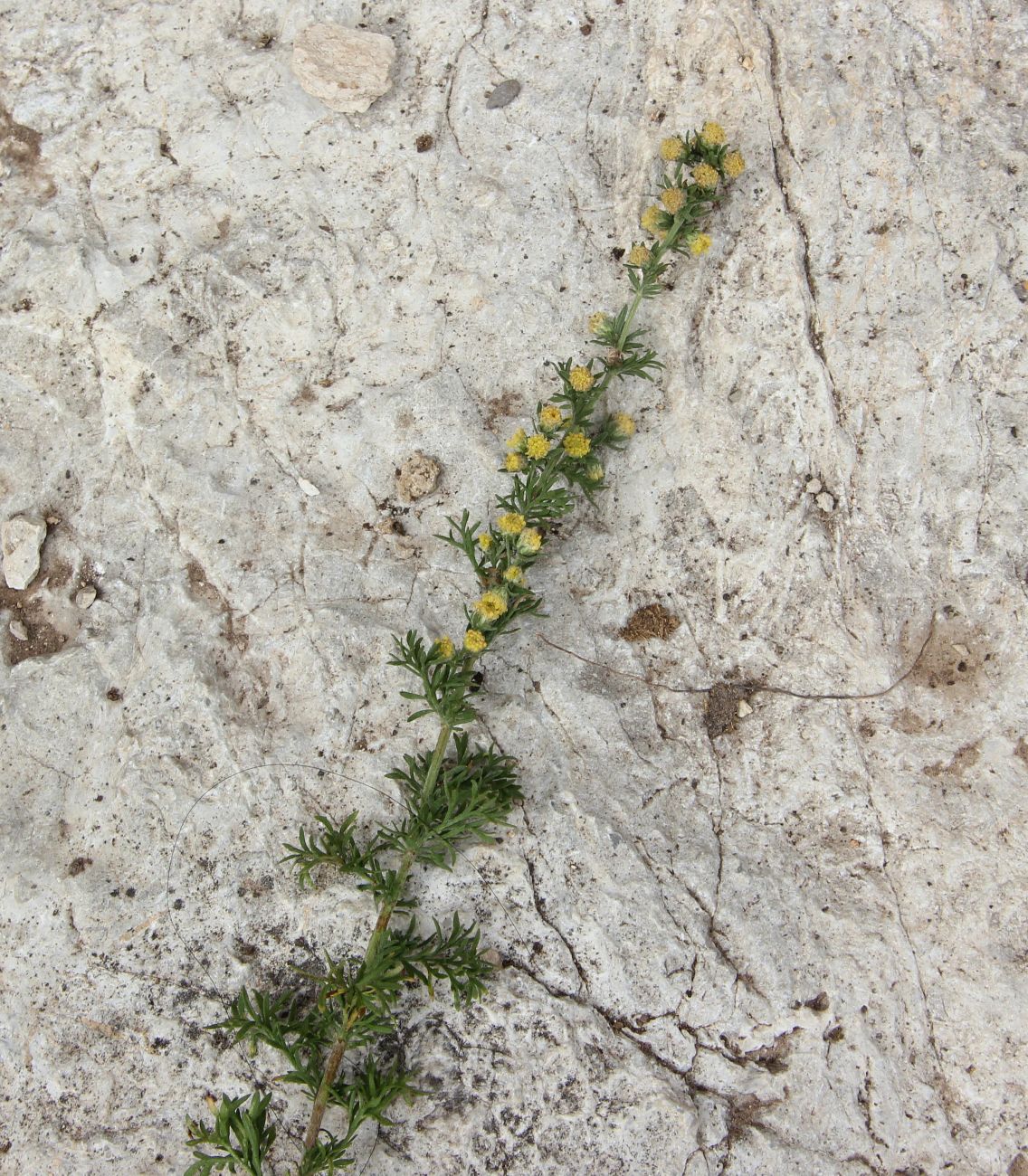 Image of genus Artemisia specimen.