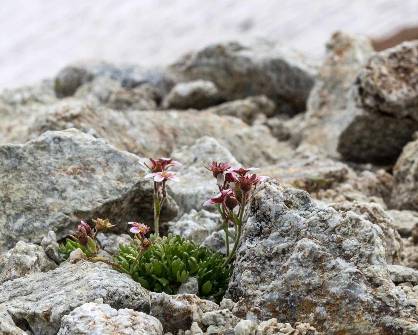 Изображение особи Saxifraga exarata.