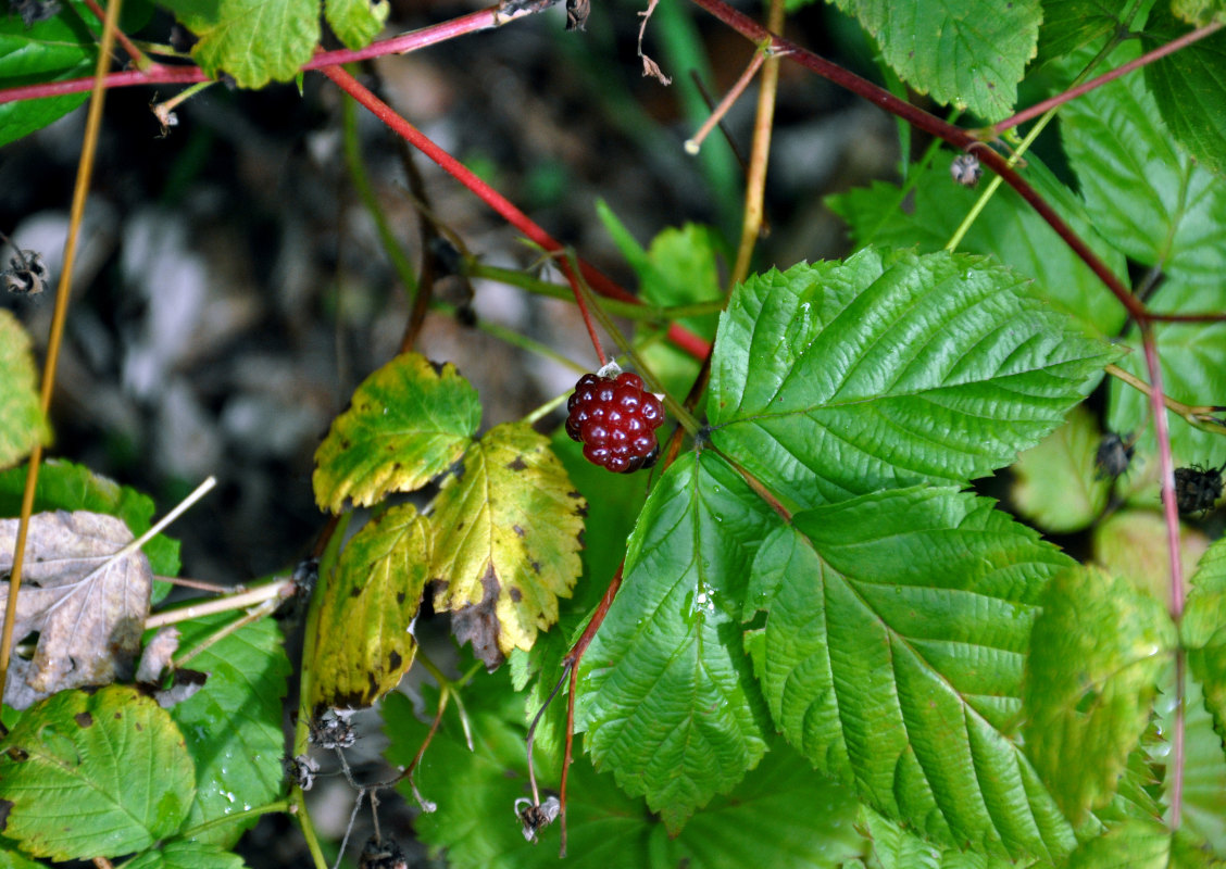 Изображение особи Rubus nessensis.