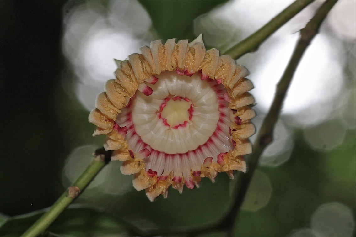 Image of Napoleonaea vogelii specimen.