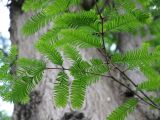 Metasequoia glyptostroboides