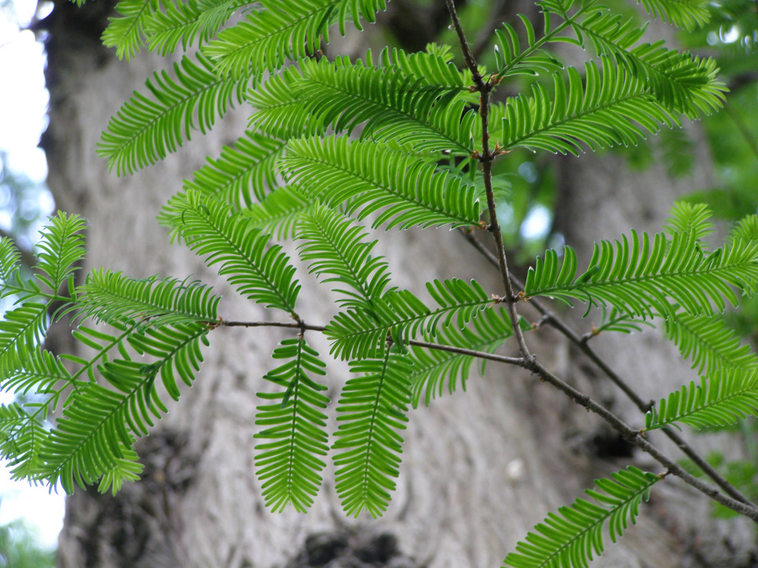 Изображение особи Metasequoia glyptostroboides.