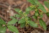 Euonymus europaeus. Соцветия и листья. Ростовская обл., Каменский р-н, окр. станицы Калитвенская, лиственный лес. 10.05.2020.
