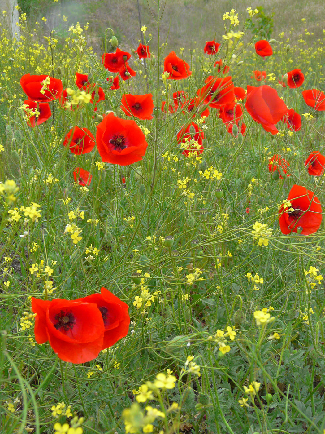 Изображение особи Papaver rhoeas.