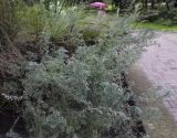 Artemisia frigida