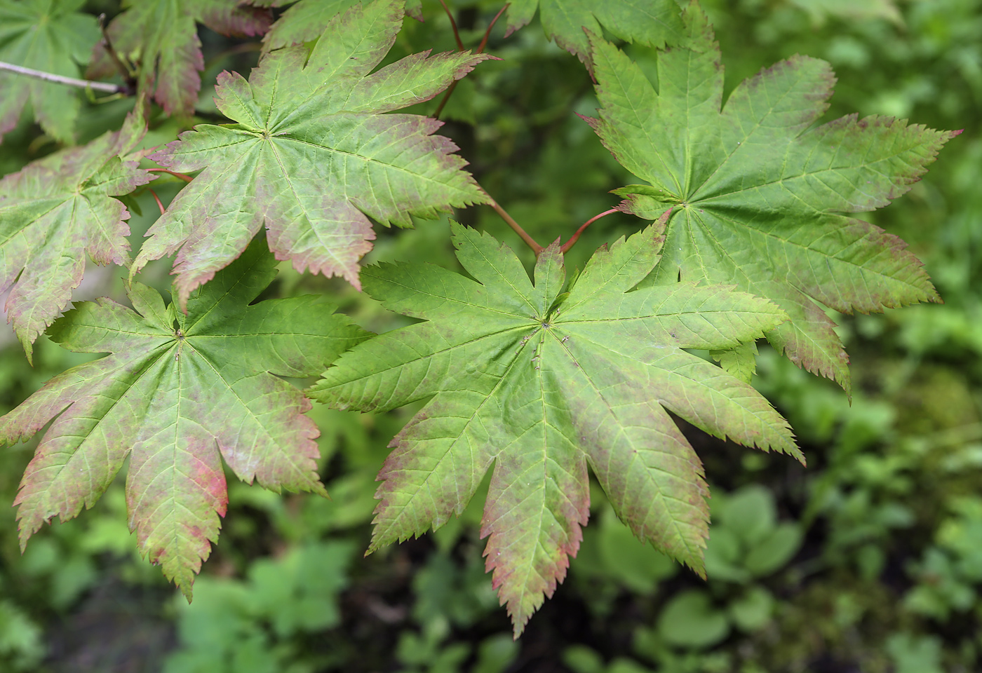 Изображение особи Acer japonicum.