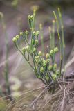 Ephedra distachya