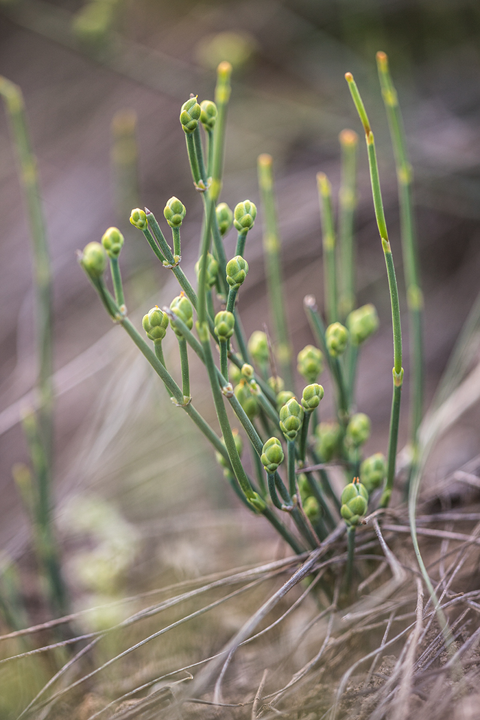 Image of Ephedra distachya specimen.