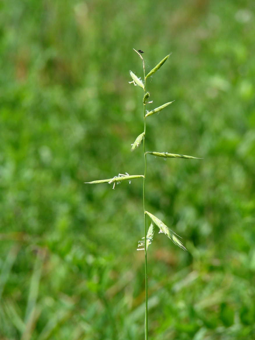 Изображение особи Brachypodium pinnatum.