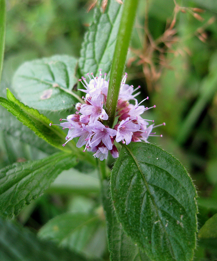 Image of Mentha arvensis specimen.